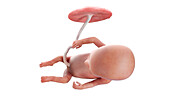 Human foetus at week 14, illustration