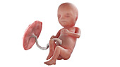 Human foetus at week 15, illustration