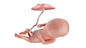 Human foetus at week 15, illustration