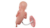 Human foetus at week 16, illustration