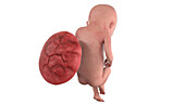 Human foetus at week 17, illustration