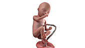 Human foetus at week 20, illustration