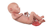 Human foetus at week 21, illustration