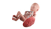 Human foetus at week 21, illustration