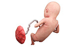 Human foetus at week 21, illustration