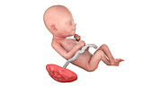Human foetus at week 22, illustration