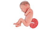 Human foetus at week 24, illustration