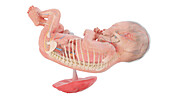 Human foetus anatomy at week 25, illustration