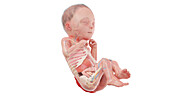 Human foetus anatomy at week 26, illustration