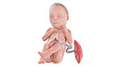 Human foetus anatomy at week 26, illustration