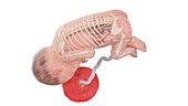 Human foetus anatomy at week 27, illustration