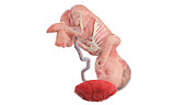 Human foetus anatomy at week 27, illustration