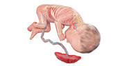 Human foetus anatomy at week 27, illustration