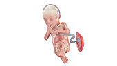 Human foetus anatomy at week 28, illustration