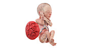 Human foetus anatomy at week 29, illustration