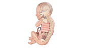 Human foetus anatomy at week 29, illustration