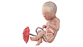 Human foetus anatomy at week 30, illustration