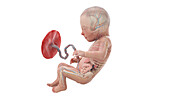 Human foetus anatomy at week 31, illustration