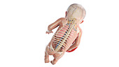 Human foetus anatomy at week 31, illustration