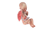 Human foetus anatomy at week 33, illustration