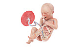 Human foetus anatomy at week 34, illustration