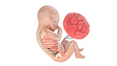 Human foetus anatomy at week 34, illustration