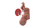 Human foetus at week 36, illustration