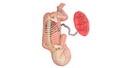 Human foetus anatomy at week 36, illustration