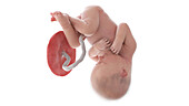Human foetus at week 37, illustration