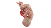 Human foetus anatomy at week 38, illustration