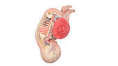 Human foetus anatomy at week 38, illustration