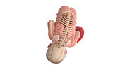Human foetus anatomy at week 39, illustration