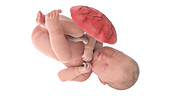 Human foetus at week 40, illustration