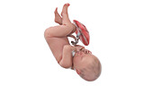 Human foetus at week 41, illustration