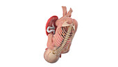 Human foetus anatomy at week 41, illustration