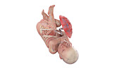 Human foetus anatomy at week 41, illustration