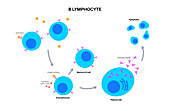 B cell activation, illustration