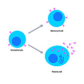 B cell lymphocyte, illustration
