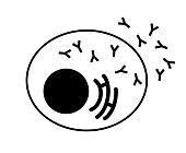 Plasma cell, illustration