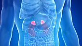 Human adrenal cancer, illustration