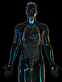 Human thyroid, illustration