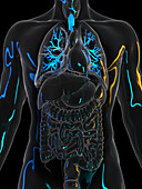Human bronchi, illustration