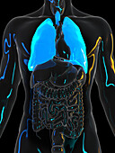 Human lung, illustration
