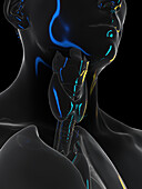 Human neck organs, illustration
