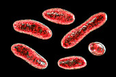 Q fever bacteria, illustration