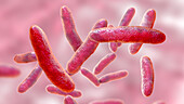 Sphingomonas bacteria, illustration