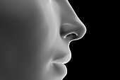 Female nose, illustration