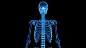 Skeletal thorax, illustration
