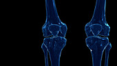 Skeletal knee, illustration