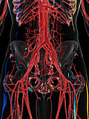 Vascular system, illustration